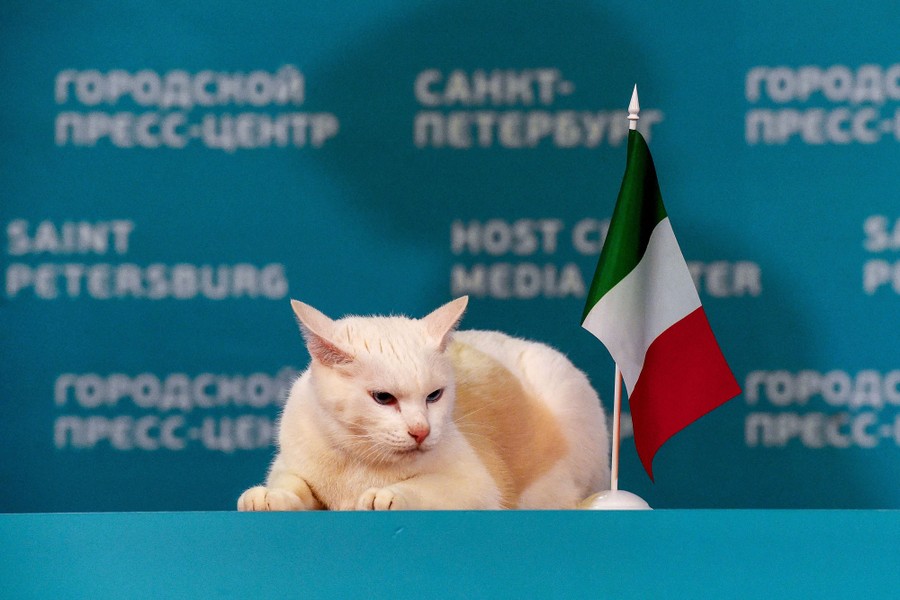 A white cat rests on a table near an Italian flag.