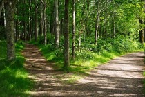 a fork in a trail path