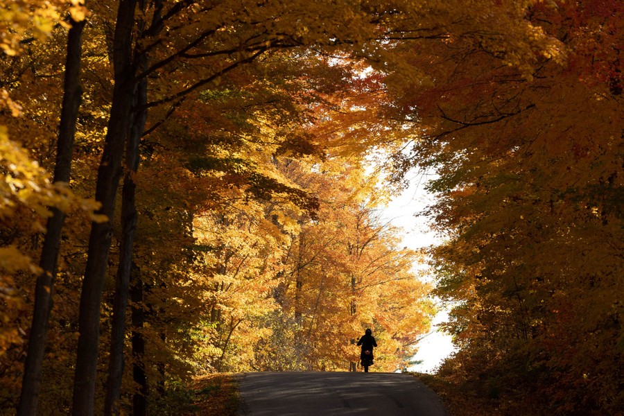 A motorcyclist rides under a canopy of brightly colored fall foliage.