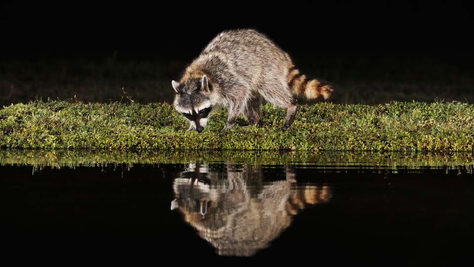 Photo of a raccoon looking at its reflection