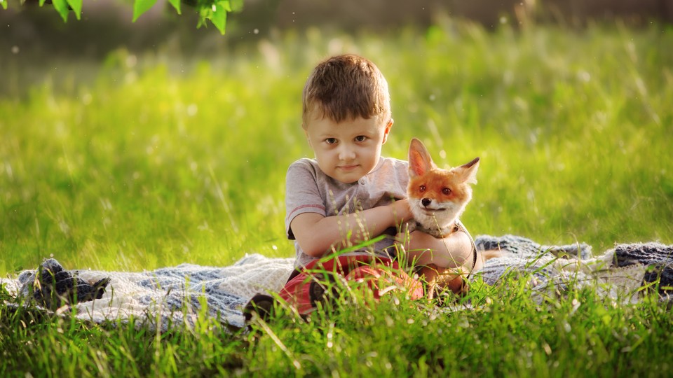 A toddler holds a fox in a grassy meadow