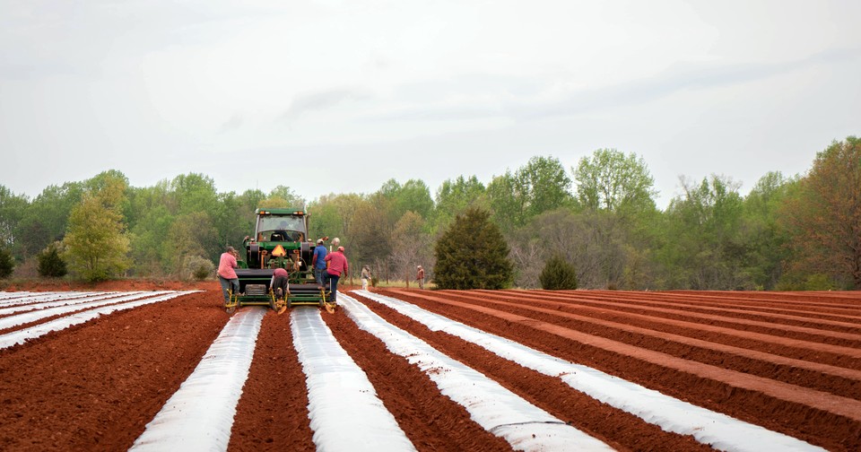 Giant Heaps of Plastic Are Helping Vegetables Grow - The Atlantic
