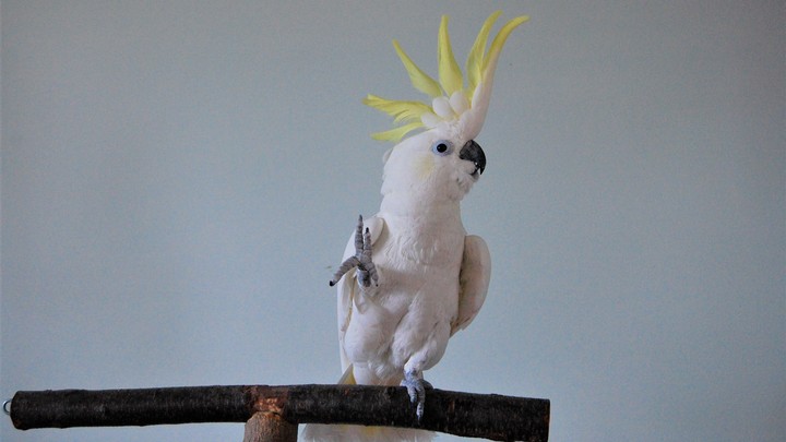 Snowball the dancing parrot