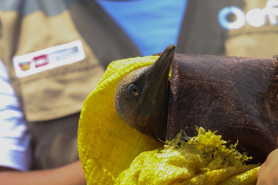 A person holds an oil-fouled bird wrapped in soft material.