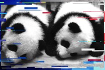 A pair of 100-day old panda twins are seen at the Chengdu Giant Panda Breeding Center, in 2007. 