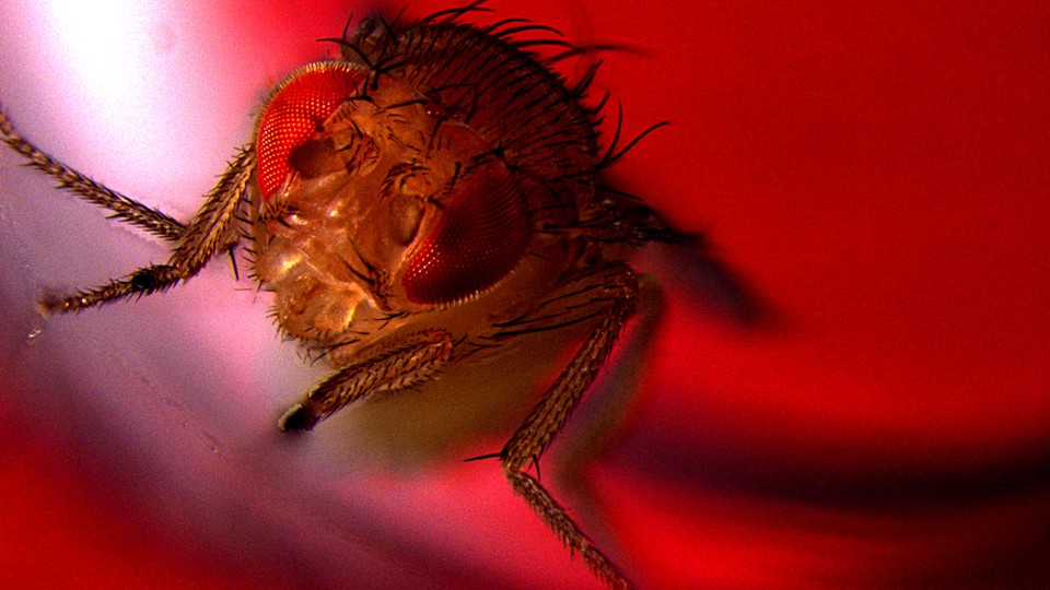 A male fruit fly under red light
