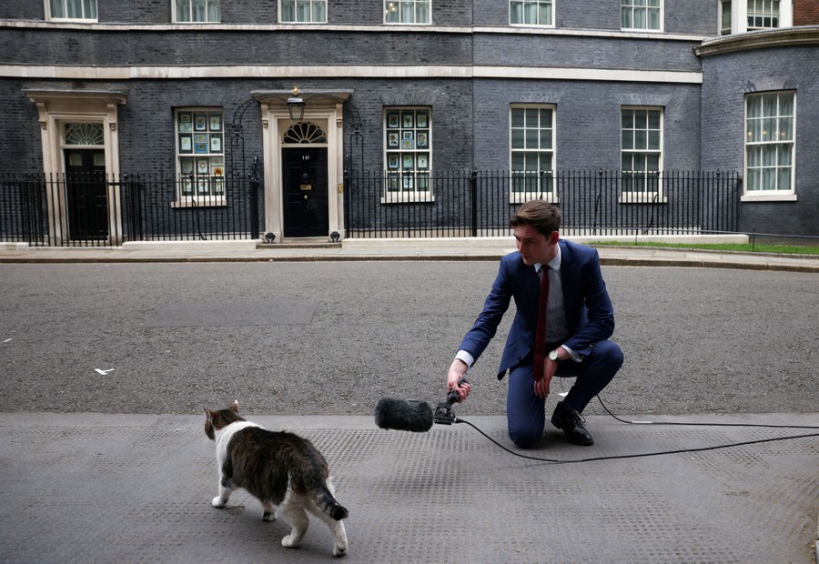 A man kneels down toward a cat on a street, holding out a large microphone.