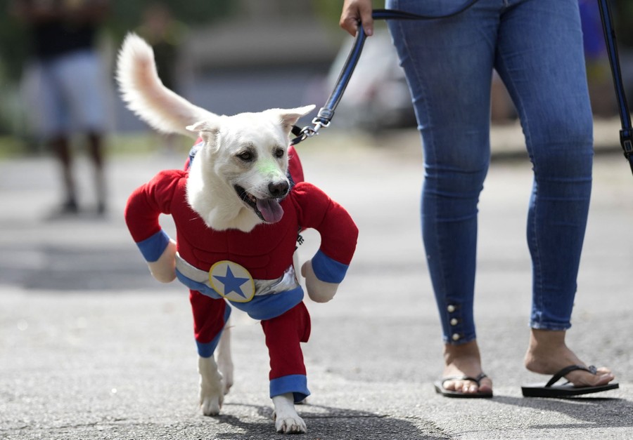 A dog wearing a superhero costume walks on a leash.