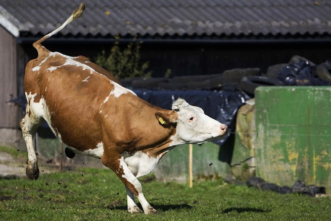 a kicking cow