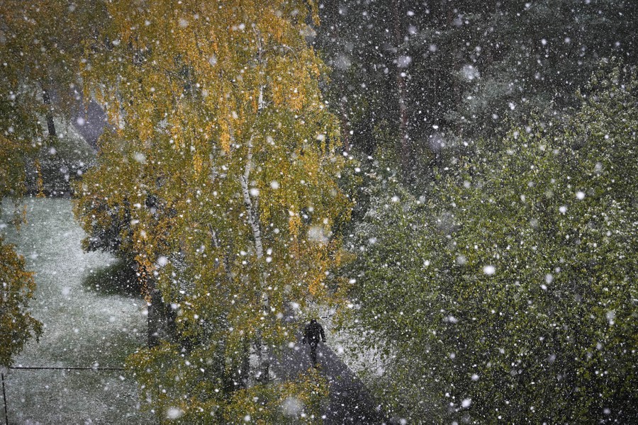 A man walks in a park among colorful trees during the first snowfall of the season.