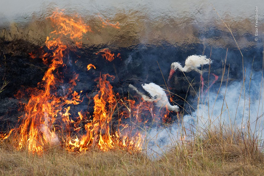 Two storks forage on scorched ground, seen behind heat shimmer and flames burning through grassland.