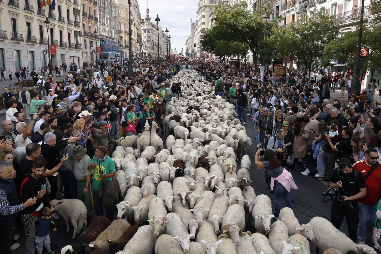 A flock of sheep is herded through a city street, with crowds watching from either side.