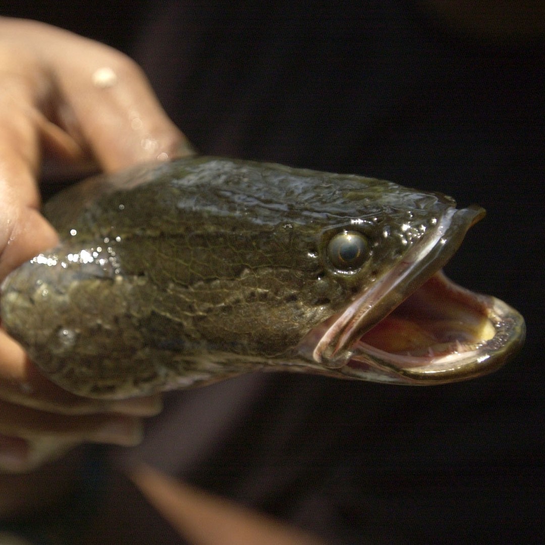 A Snakehead's Less-Than-Elegant Move From Water to Land - The Atlantic