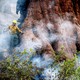 A firefighter works to save a giant sequoia tree in Yosemite