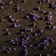 purple flowers on a tiled floor