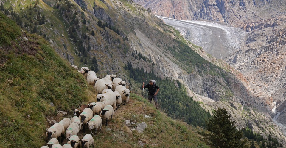 Photos: A Traditional Swiss Sheep Drive in a Changing World