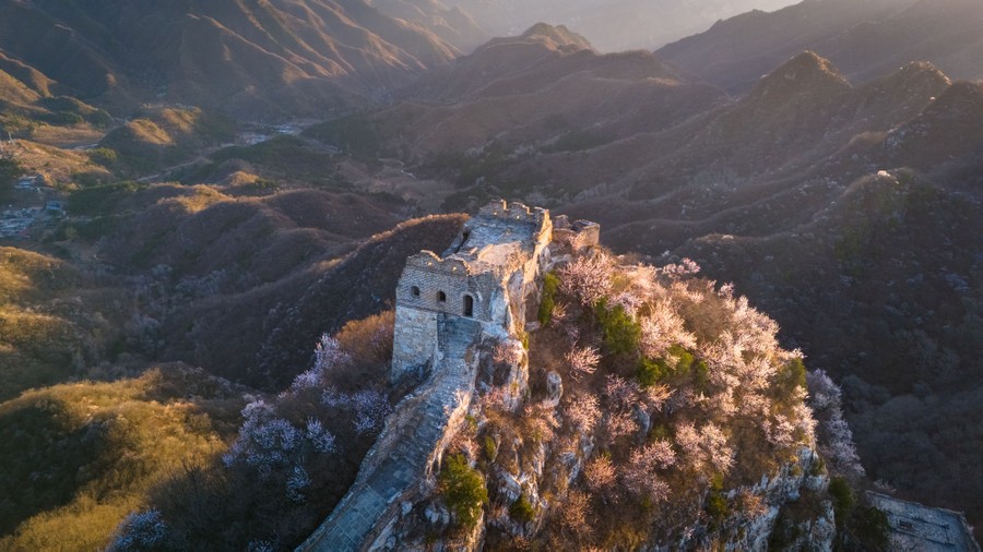 An aerial view of trees in bloom along part of the Great Wall of China