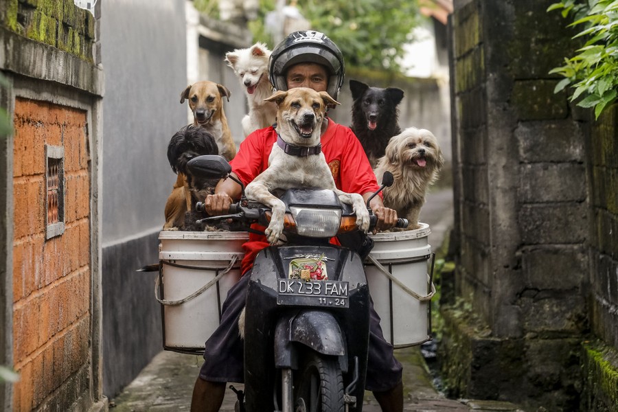 A man sits on a motorbike with attached buckets serving as platforms for the six dogs riding along with him.