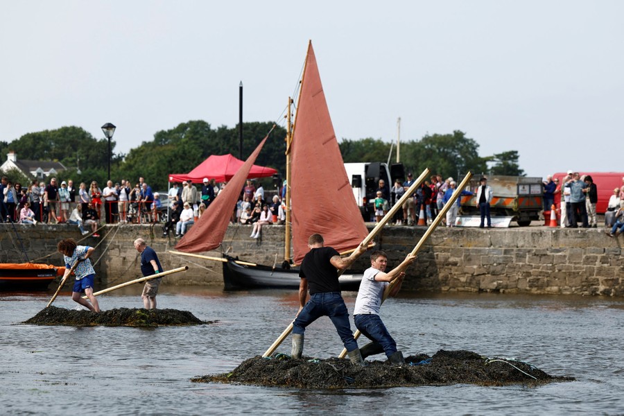 People in teams of two use long poles to push themselves in a harbor while standing atop large floating clumps of seaweed.