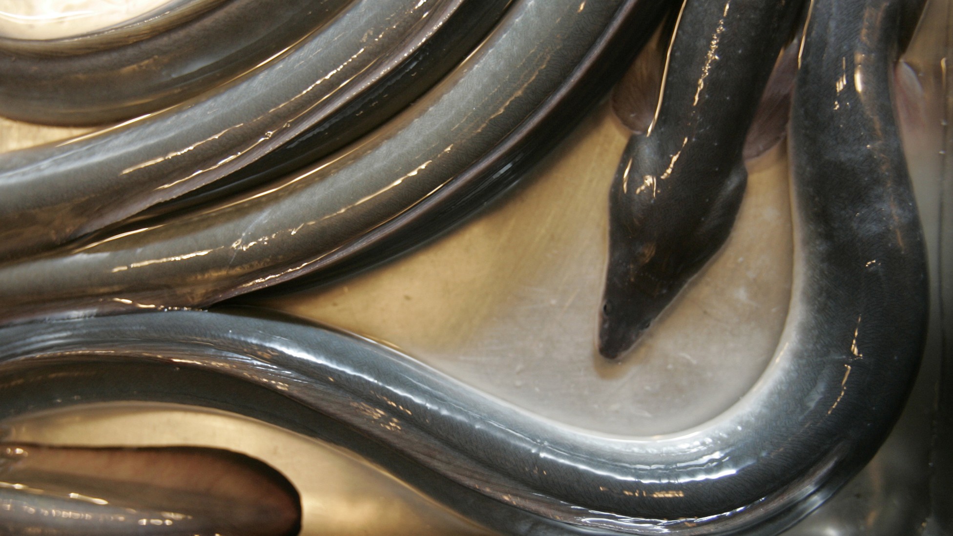 Endangered Japanese Eels Threaten a CenturiesOld Tradition The Atlantic