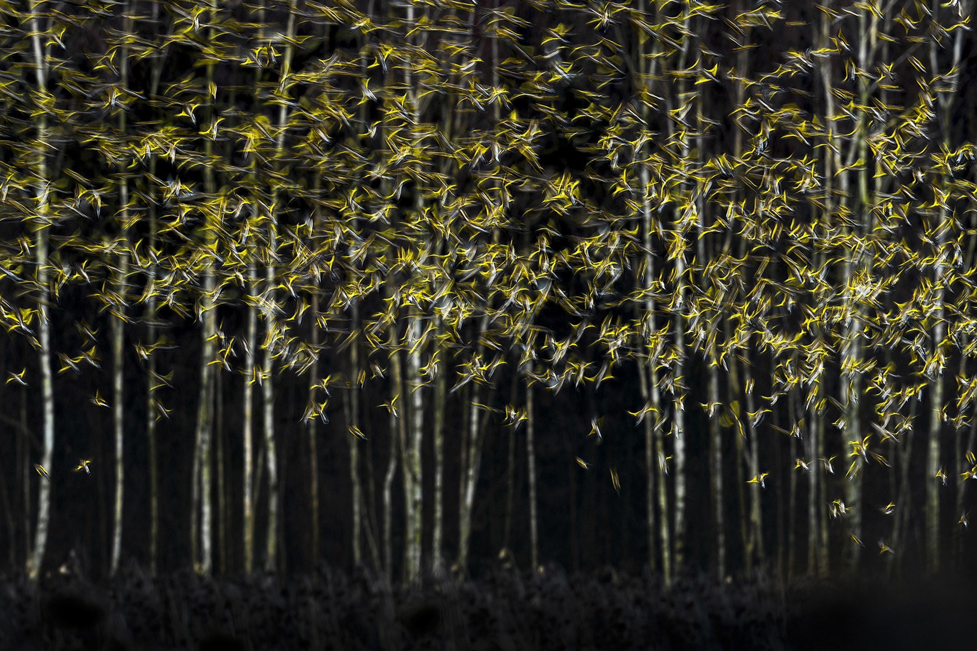 A flock of flying birds appears blurred against a backdrop of bare birch trees.