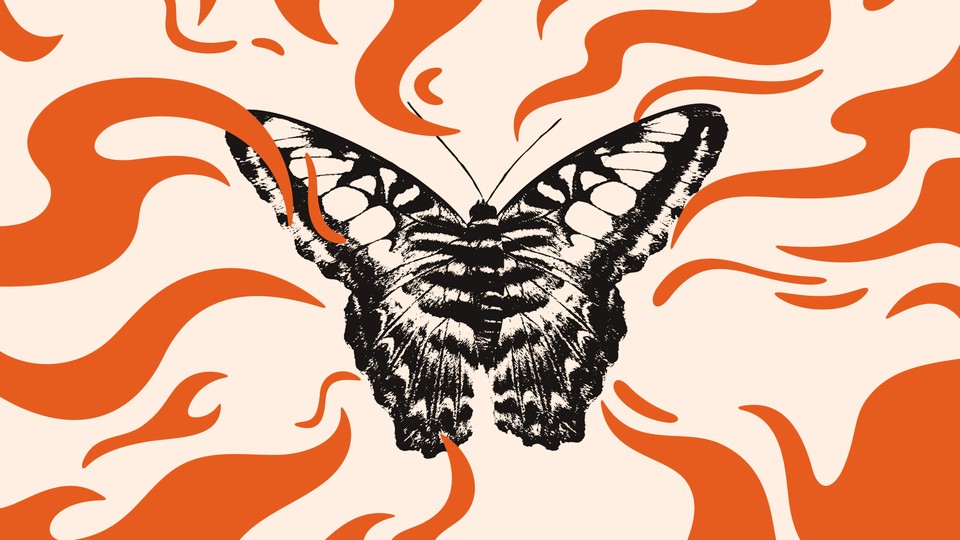 butterfly specimen against a swirly background