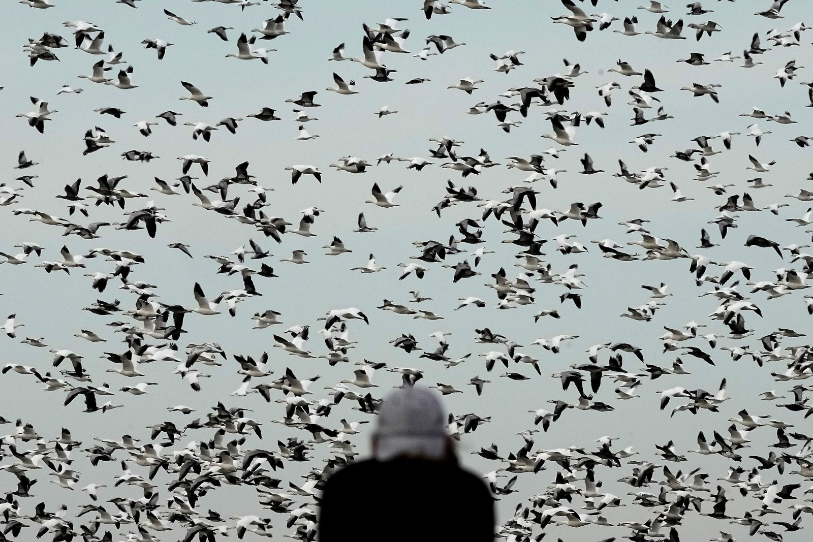 A person, seen from behind in the foreground, watches a large flock of snow geese fly past.
