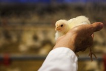 A veterinarian holds up a chick.