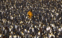 A person in yellow rain gear walks among thousands of penguins on a beach.