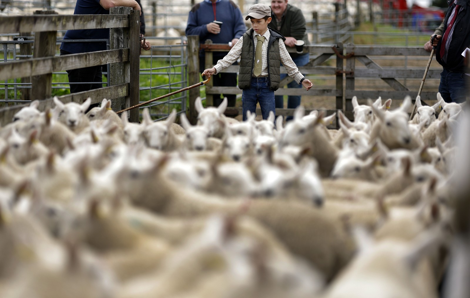 A boy stretches out his arms to herd a flock of sheep in a pen.