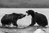 brown bears fighting in a lake in Russia