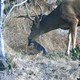 A buck licks the head of a small island fox in a grass clearing