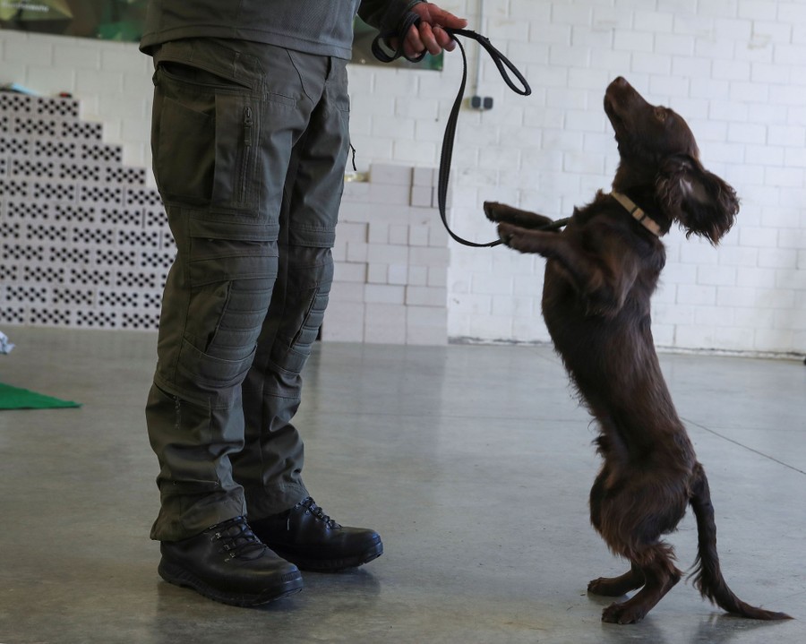 The Dogs Trained To Sniff Out COVID-19 - The Atlantic