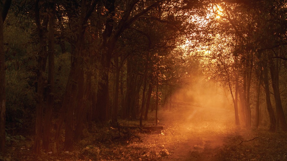 A path through trees illuminated by the sun