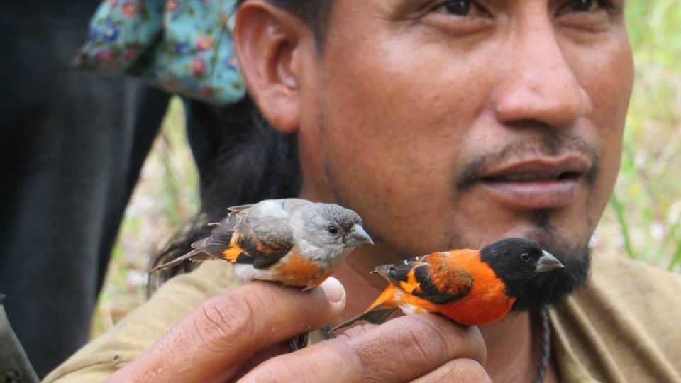 Man-o'-war birds – Wild Bird Conservation