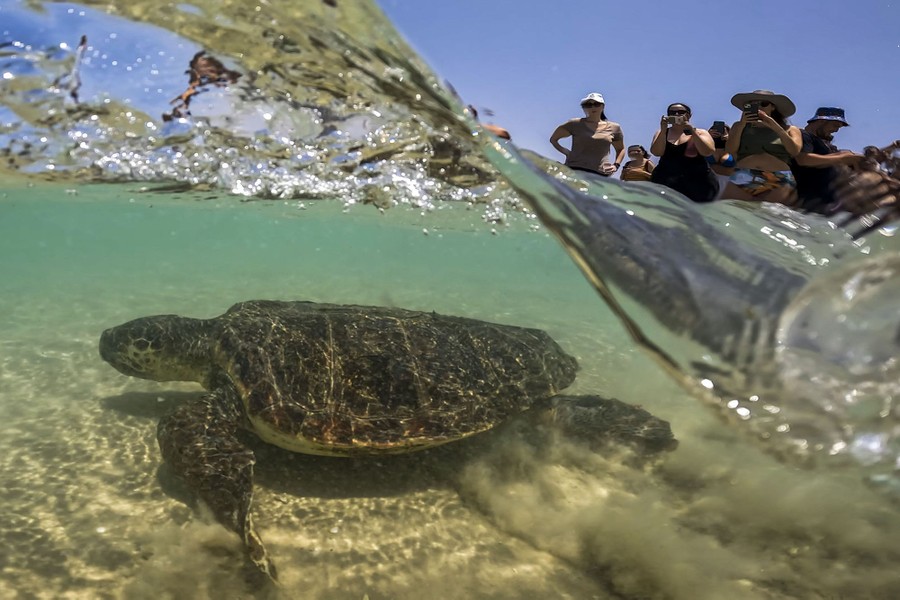 People gather to watch a sea turtle released into the sea, as it swims beneath a wave.