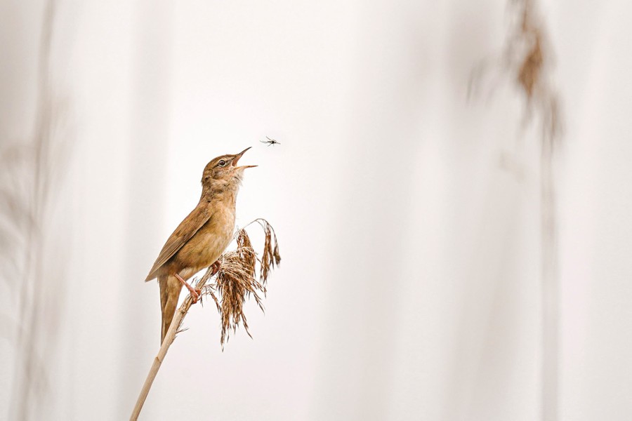 A bird perches atop a reed, its beak open, as an insect flies nearby.
