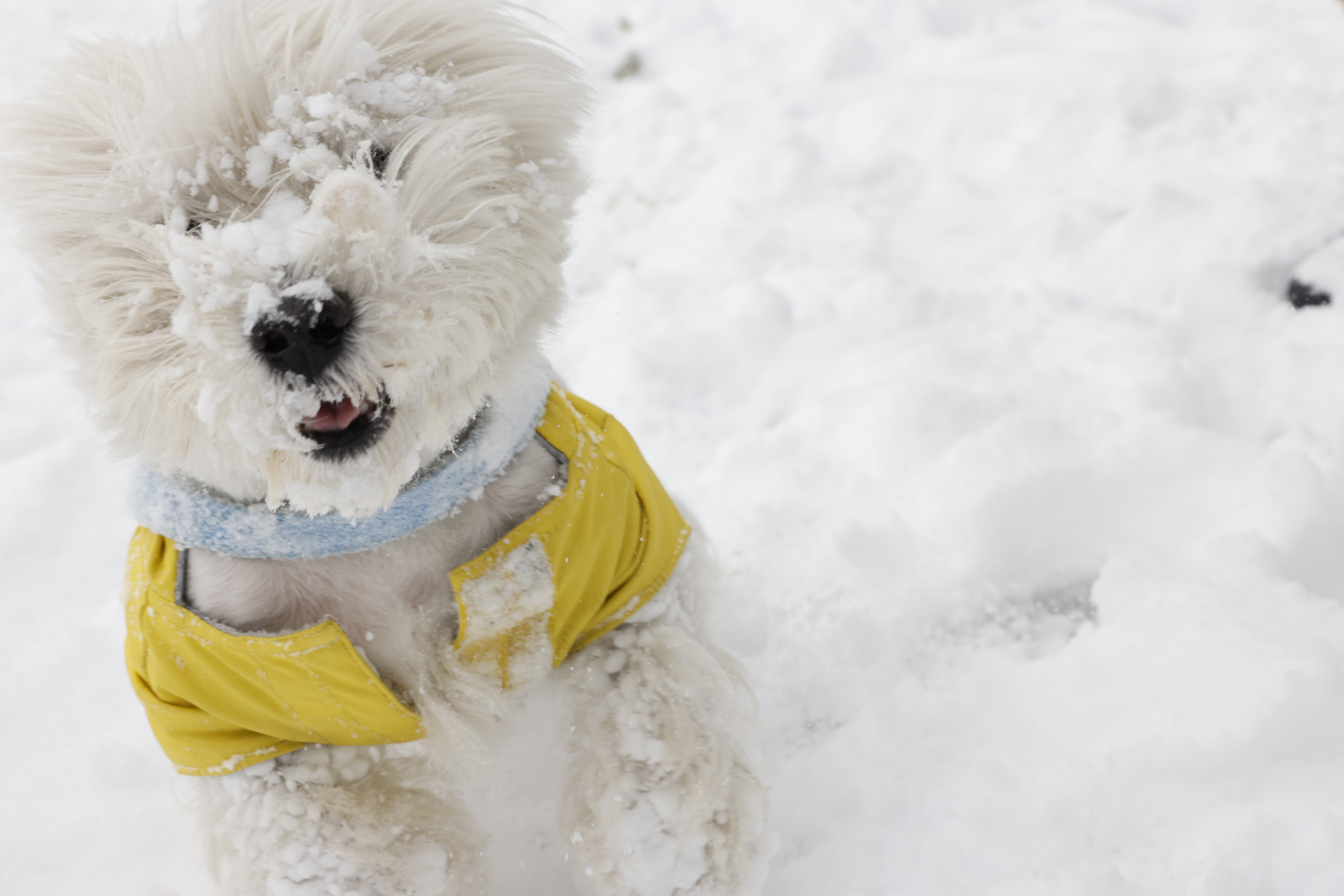 A small dog plays in the snow in a park.