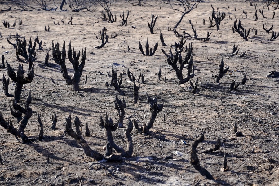 A dry field dotted with scorched yucca plants