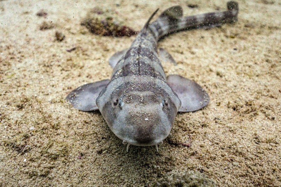 A small shark rests on a sandy seabed.