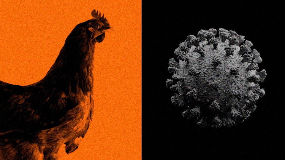 Adjacent images of a chicken and a coronavirus particle