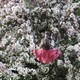 child in a pink coat swinging on a swing, with flowers in the background
