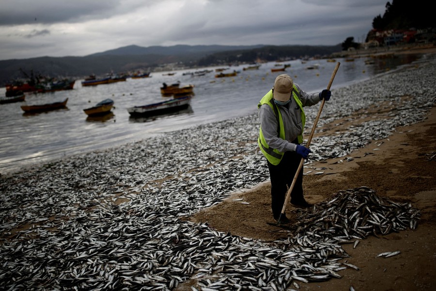 A worker removes dead anchovies on a beach covered in thousands of the dead fish.