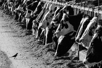 Dairy cows