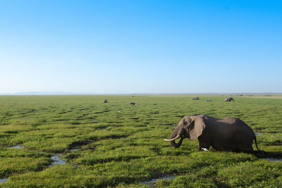 Photos: World Elephant Day 2020 - The Atlantic