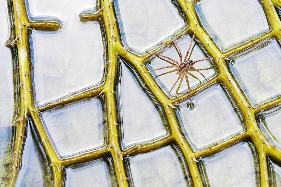 A spider walks across a large leaf with many small puddles of water.