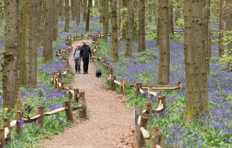 People walk on a path past bluebells that cover the forest floor.