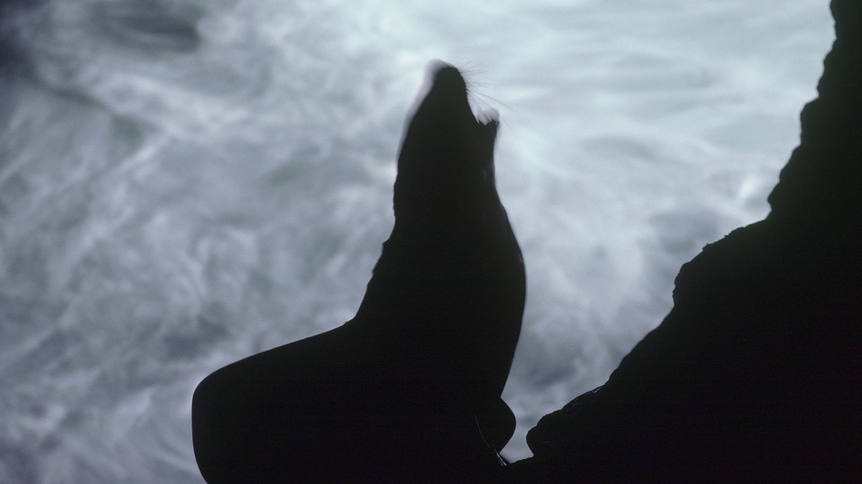 Blurred image of a sea lion in silhouette against foaming water.
