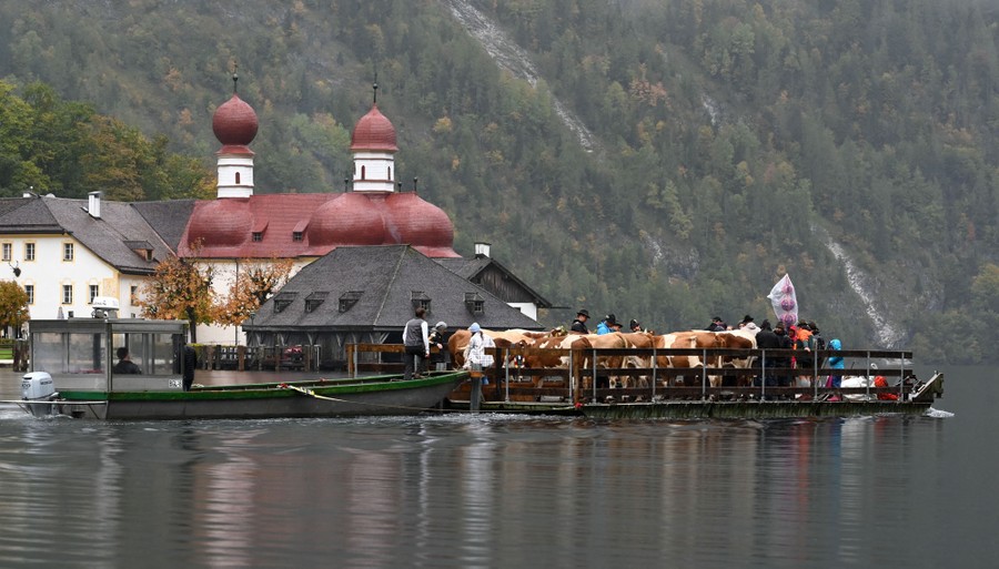 Shepherds move a small herd of cows across a lake on a small barge.