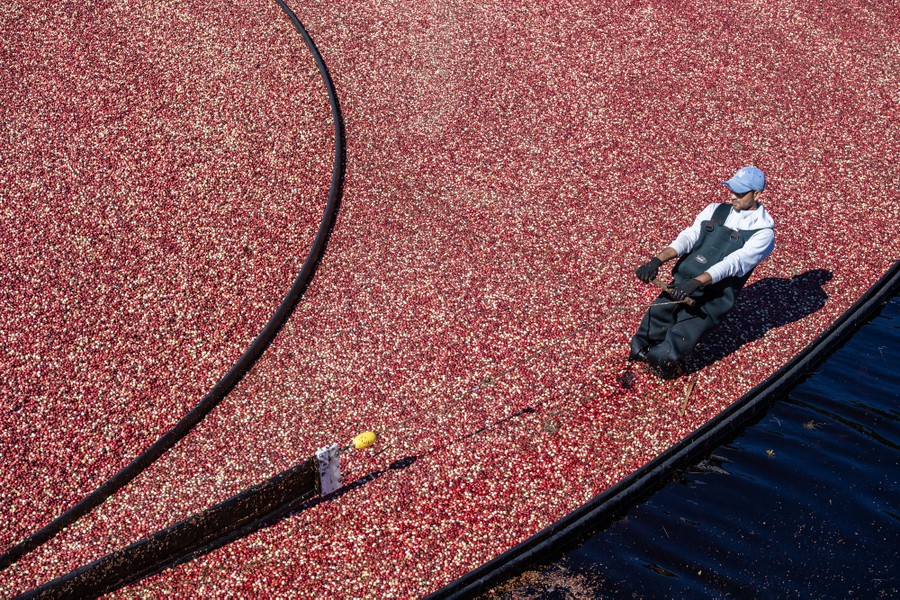 A worker standing knee-deep in a cranberry bog pulls on a boom to gather cranberries.